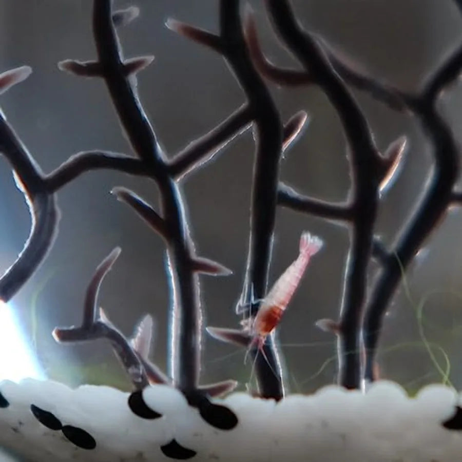 Ecosystem-Closed Ecosystem Small Round Sphere 4 with 2-3 Shrimp Ideal for Home Aquariums Compact Aquatic Environment with Natur