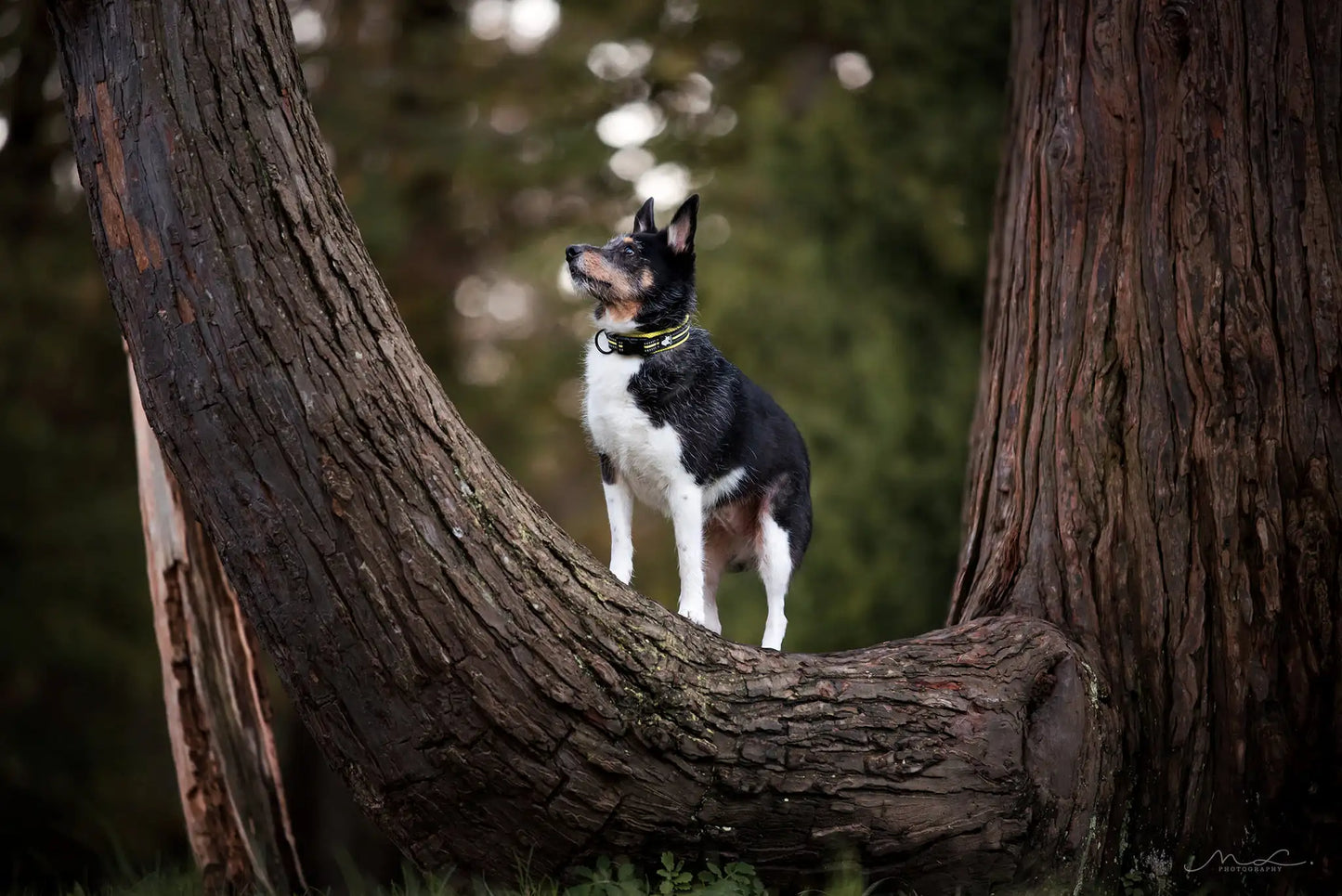 Truelove Pet Dog Collar Nylon Adjustable Webbing Padded Soft Reflective Durable Heavy Duty Training Custom Luxury Cat TLC5011