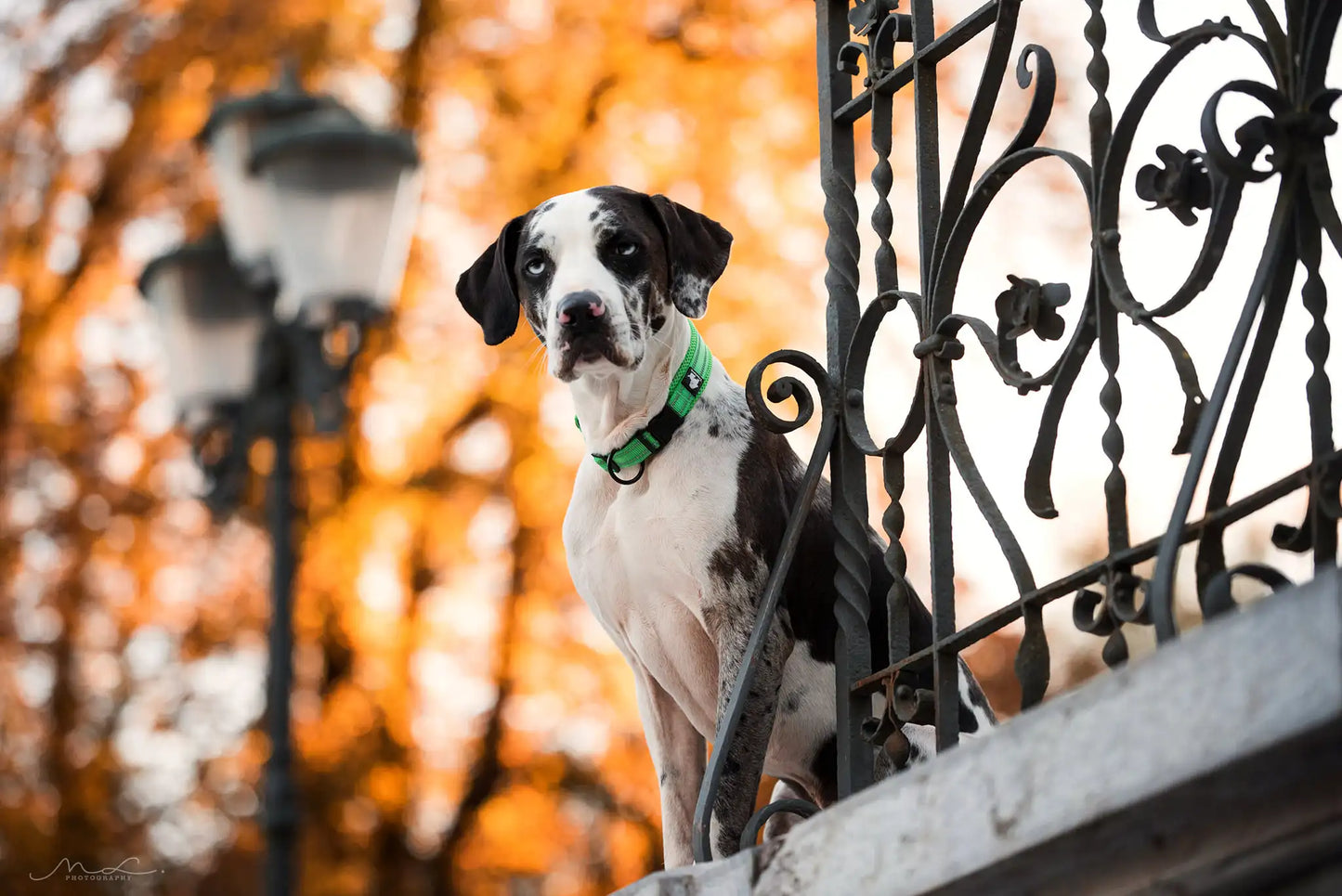 Truelove Pet Dog Collar Nylon Adjustable Webbing Padded Soft Reflective Durable Heavy Duty Training Custom Luxury Cat TLC5011