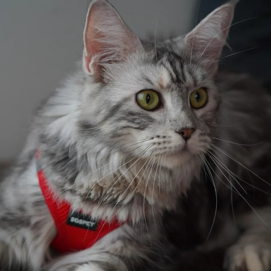 Dog Harness Dog Breathable Mesh Harness Vest Collar Soft Chest Strap Leash Set All Weather Mesh Adjustable Reflective Puppy Har