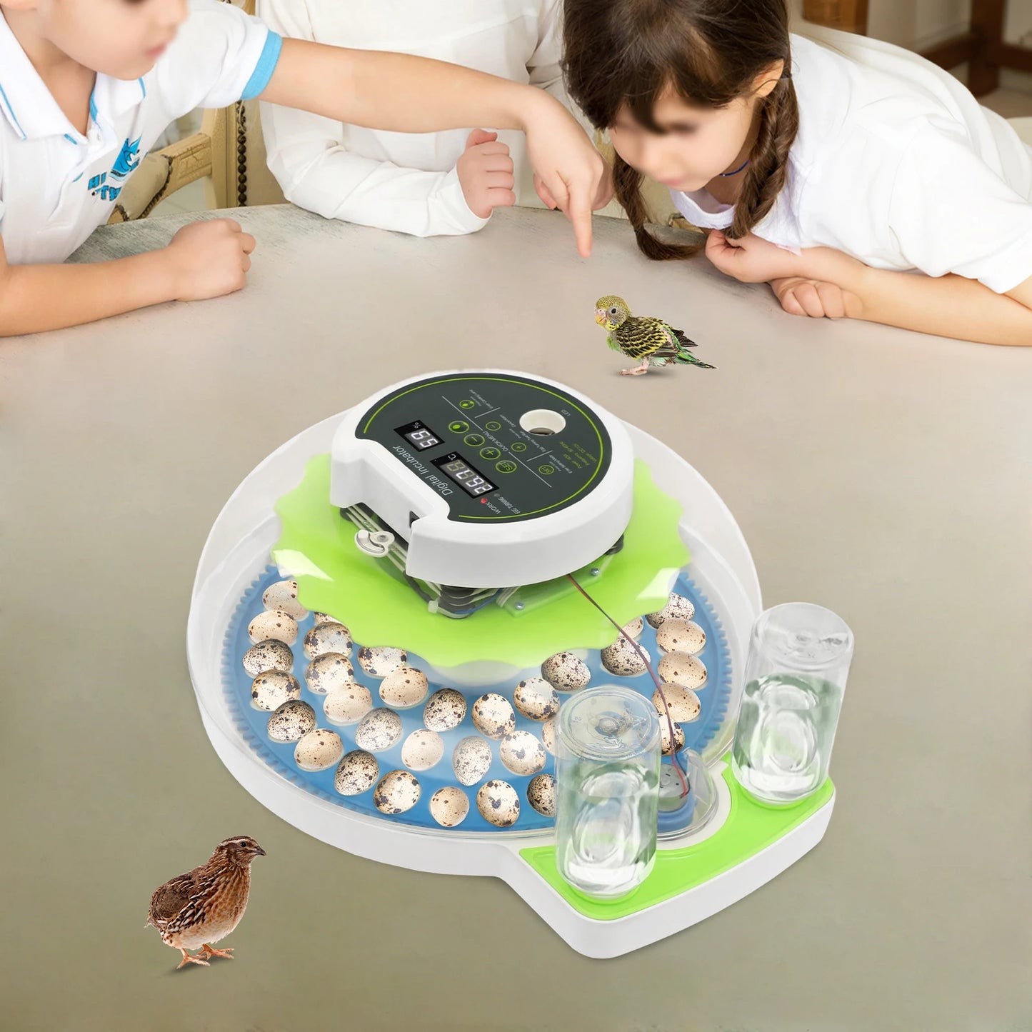 Small Incubator for 60 Small Eggs, Automatic Water Replenishment and Temperature Control Incubator, Outdoor Poultry