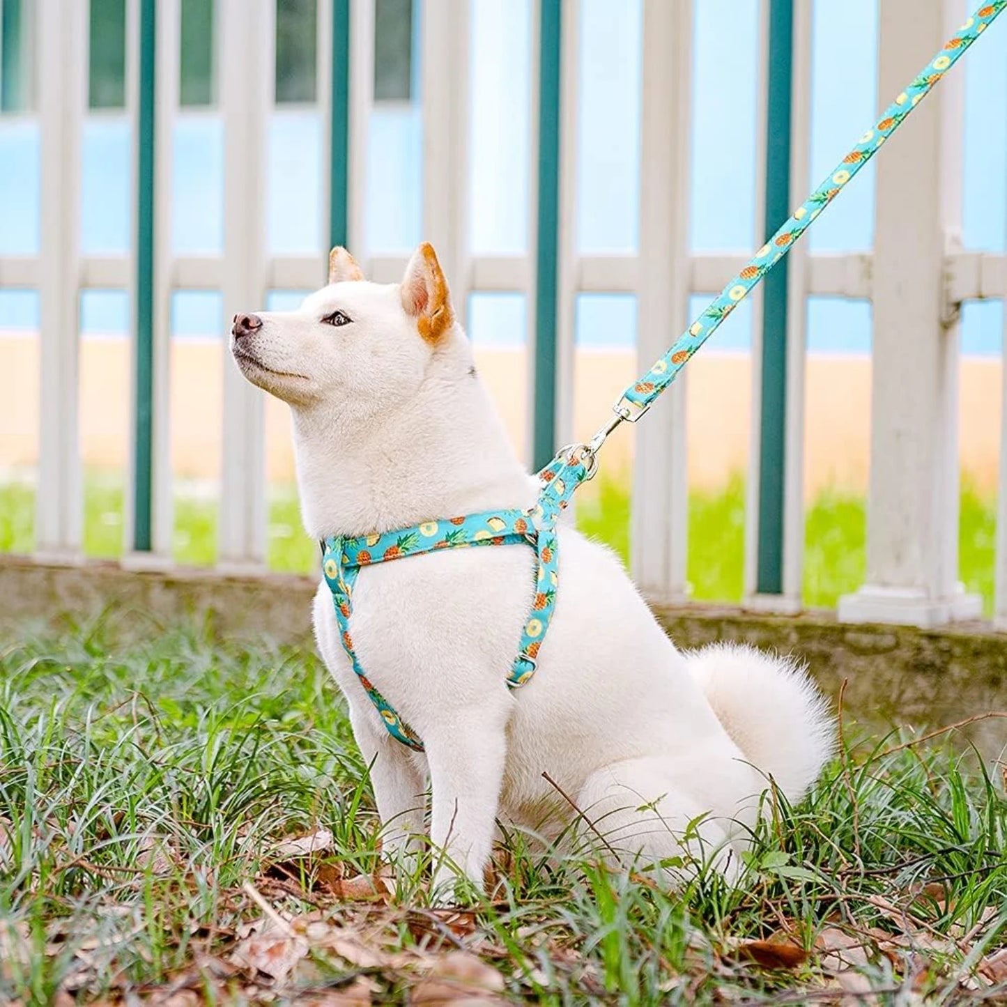 Cute Small Medium Adjustable Heavy Duty No Pull Vest Harness and Leash Set for Adorable Dogs Puppies with Comfortable Design and