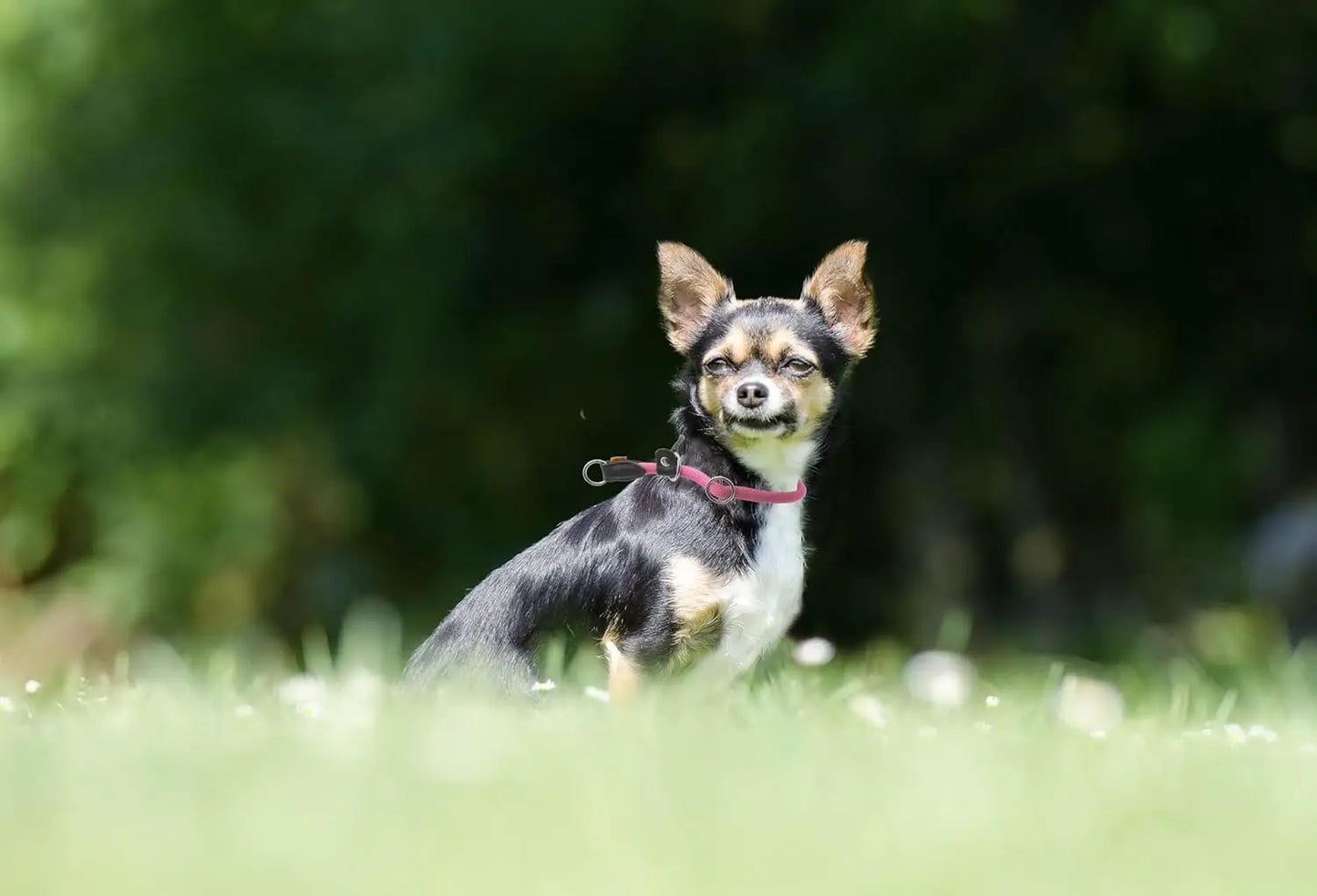 Pink Braided Martingale Dog Collar with Slidable Stop Ring, Adjustable for Small Dogs