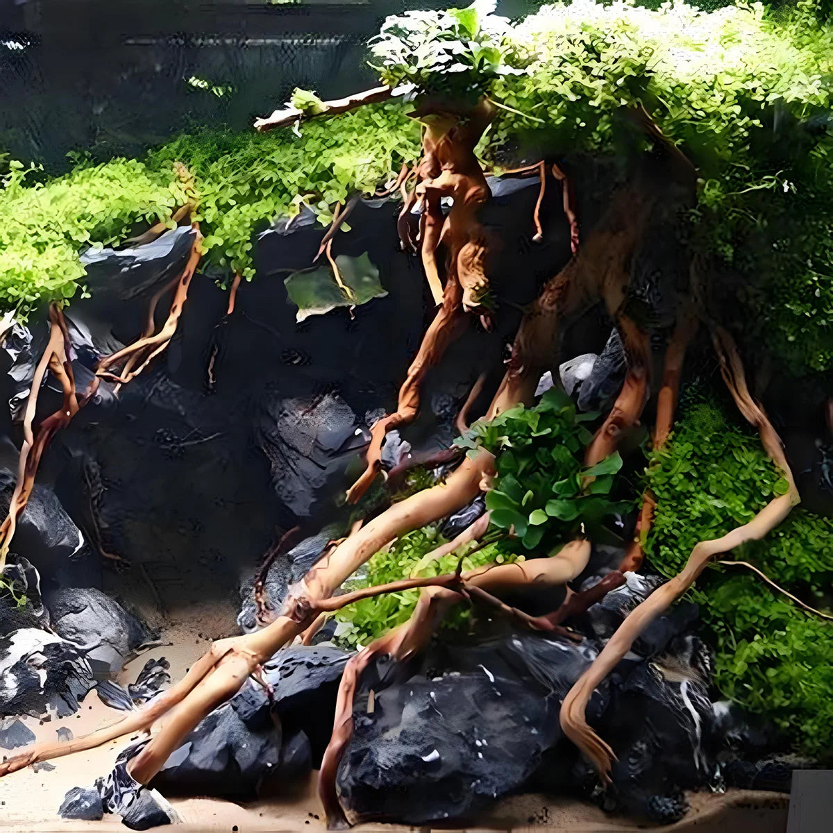 27CM Aquarium Decor Micro Landscape Natural Driftwood Root Trunk Tree DIY Home Fish Tank Creative Reptile Cylinder Ornaments